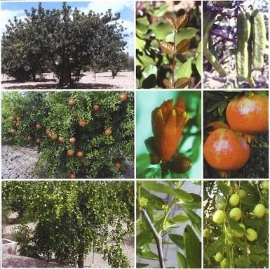 TRATADO DE FRUTICULTURA PARA ZONAS ARIDAS Y SEMIARIDAS-2 | 9788484761112 | MELGAREJO MORENO,PABLO/SALAZAR HERNANDEZ,DOMINGO M | Libreria Geli - Librería Online de Girona - Comprar libros en catalán y castellano