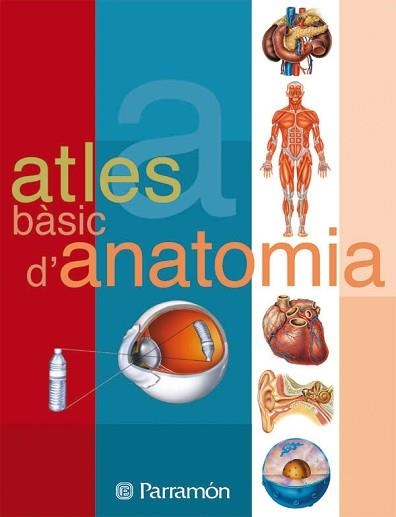 ATLES BASIC D'ANATOMIA | 9788434223134 | CASSAN, ADOLFO/MUÑOZ TENLLADO, ANTONIO | Libreria Geli - Librería Online de Girona - Comprar libros en catalán y castellano