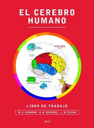 EL CEREBRO HUMANO.LIBRO DE TRABAJO | 9788434417212 | DIAMOND,M.C./SCHEIBEL,A.B./ELSON,L.M. | Llibreria Geli - Llibreria Online de Girona - Comprar llibres en català i castellà
