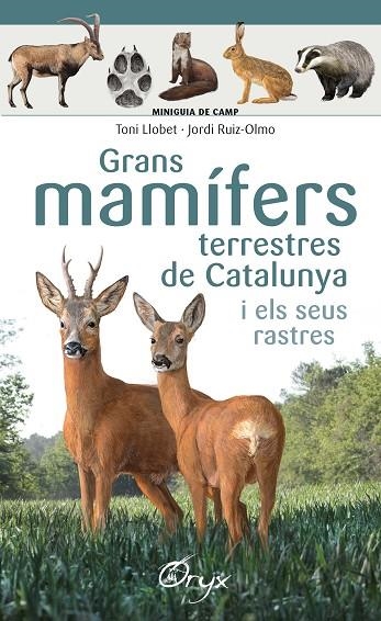 GRANS MAMÍFERS TERRESTRES DE CATALUNYA I ELS SEUS RASTRES | 9788490347881 | LLOBET FRANÇOIS,TONI/RUIZ-OLMO,JORDI | Libreria Geli - Librería Online de Girona - Comprar libros en catalán y castellano